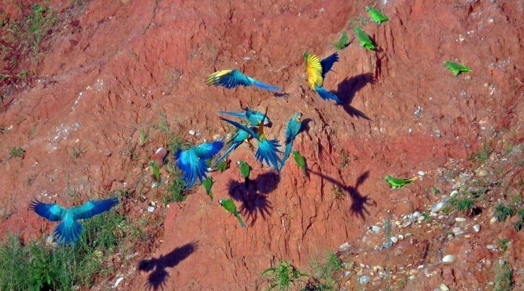 Amazon Macaws at Clay lick