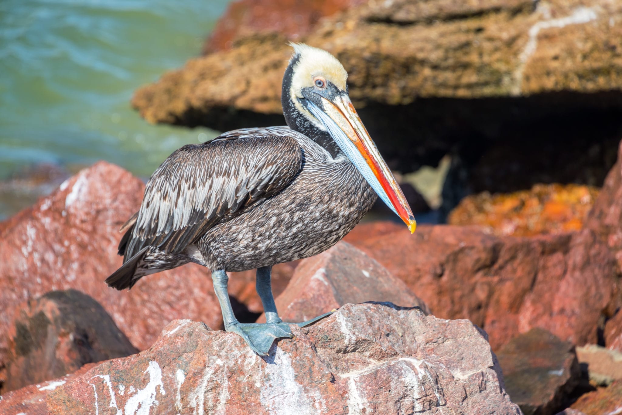 Paracas National Reserve Ballestas Islands Tour