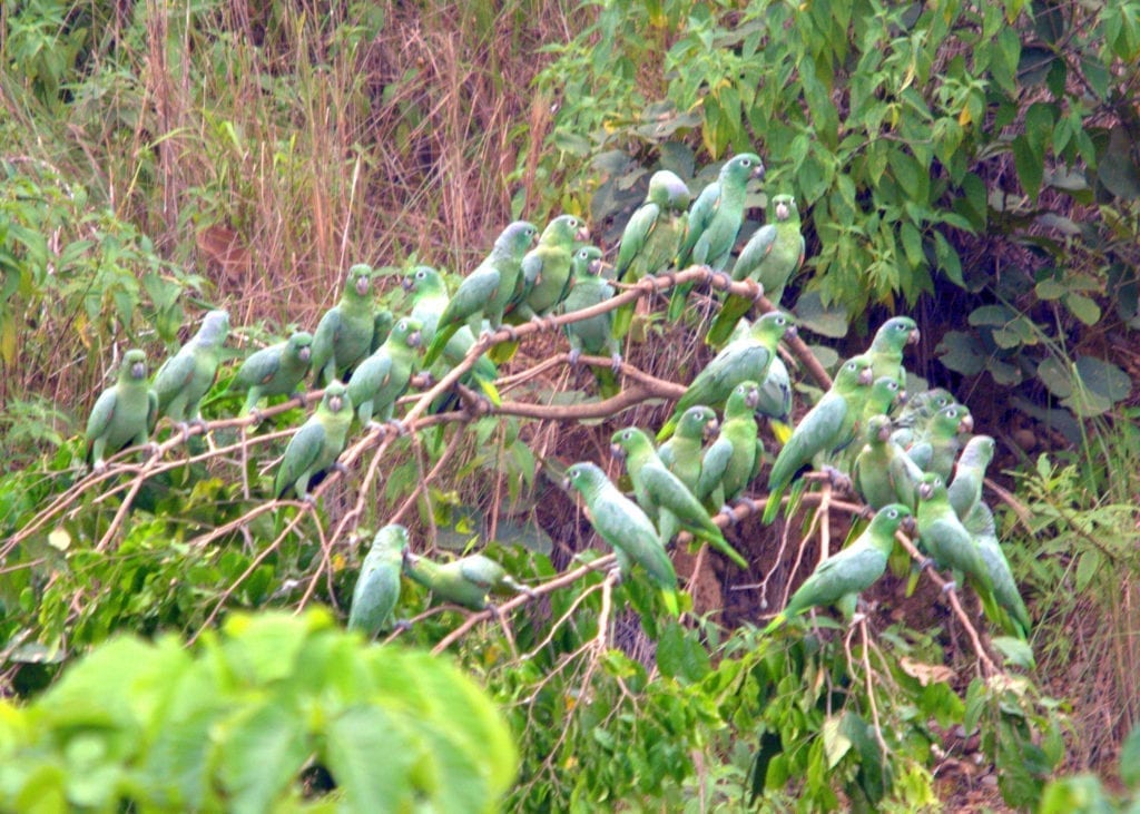 Mealy parrots Peru Amazon