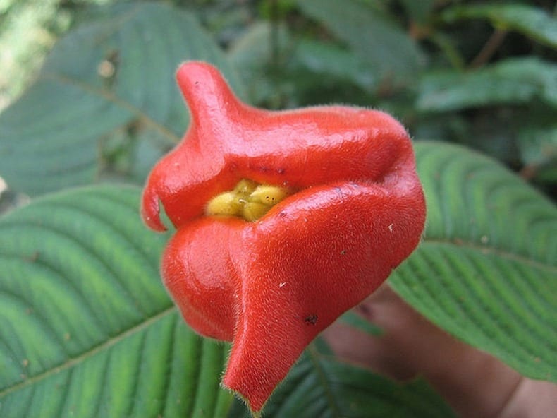 Amazon.co.jp: MIST LOVERS - Rainforest Plants - / KEISUKE