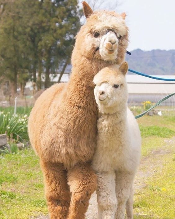protective coats for alpacas