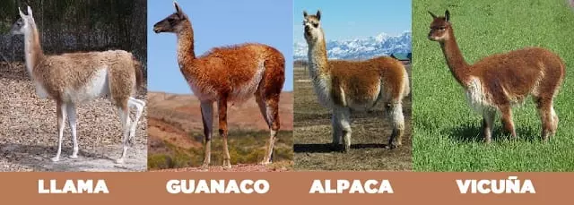 Alpacas vs Llamas: What's the Difference? – PAKA®