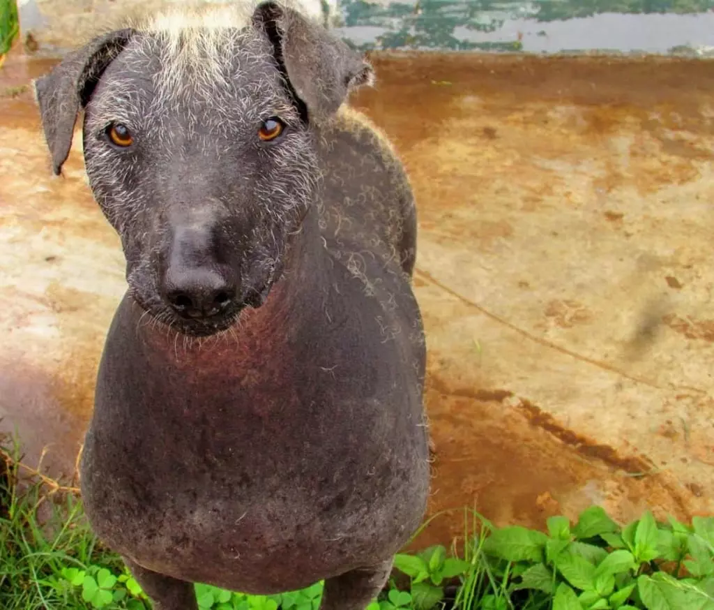 The Peruvian Hairless Dog - Journey Machu Picchu