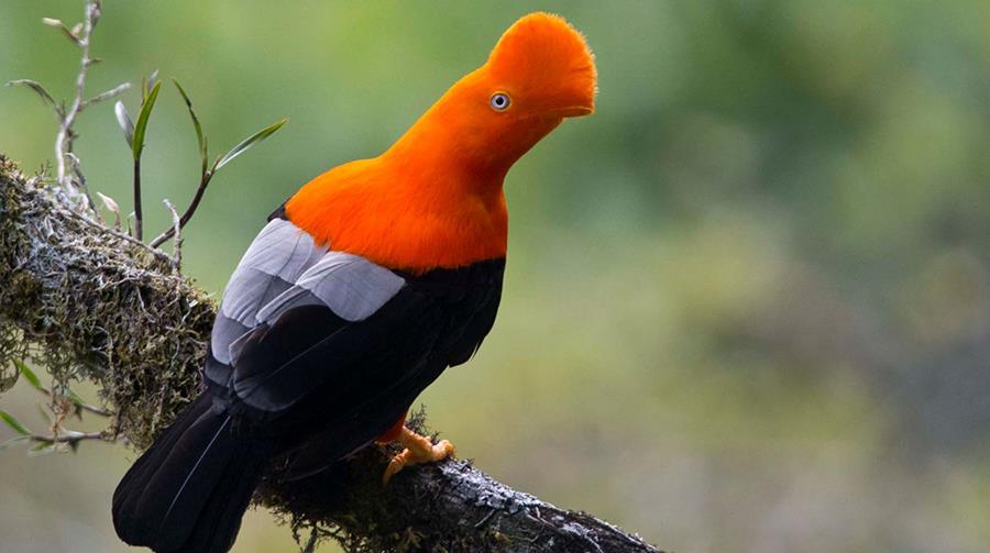 The National Bird of Peru - Journey Machu Picchu The National Bird of Peru - Journey Machu Picchu