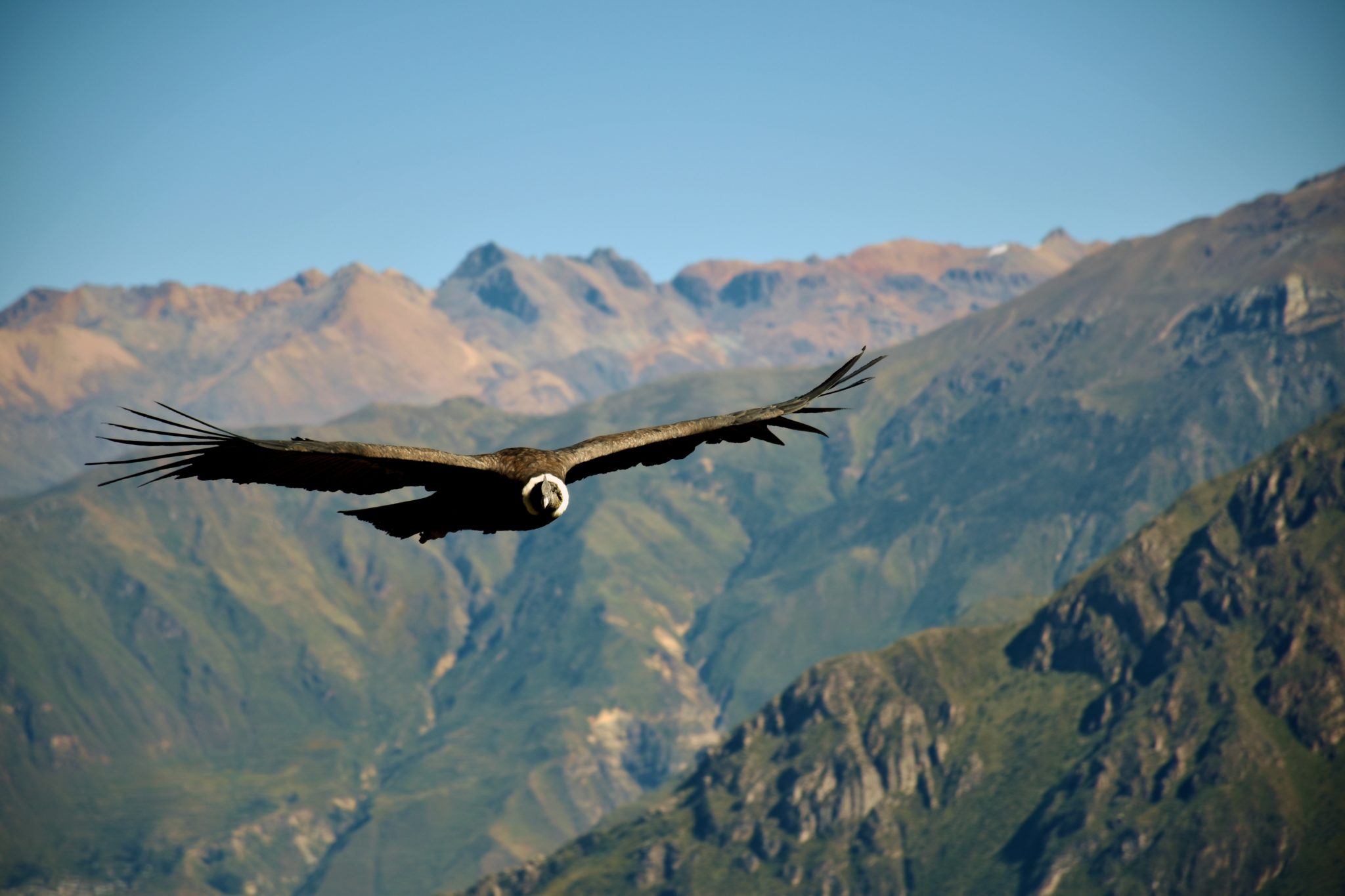 The Colca Canyon