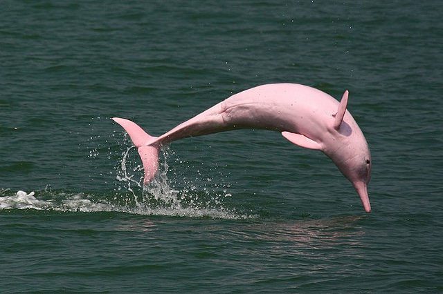 The Amazon Pink River Dolphin - Journey Machu Picchu