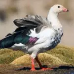 Andean Goose