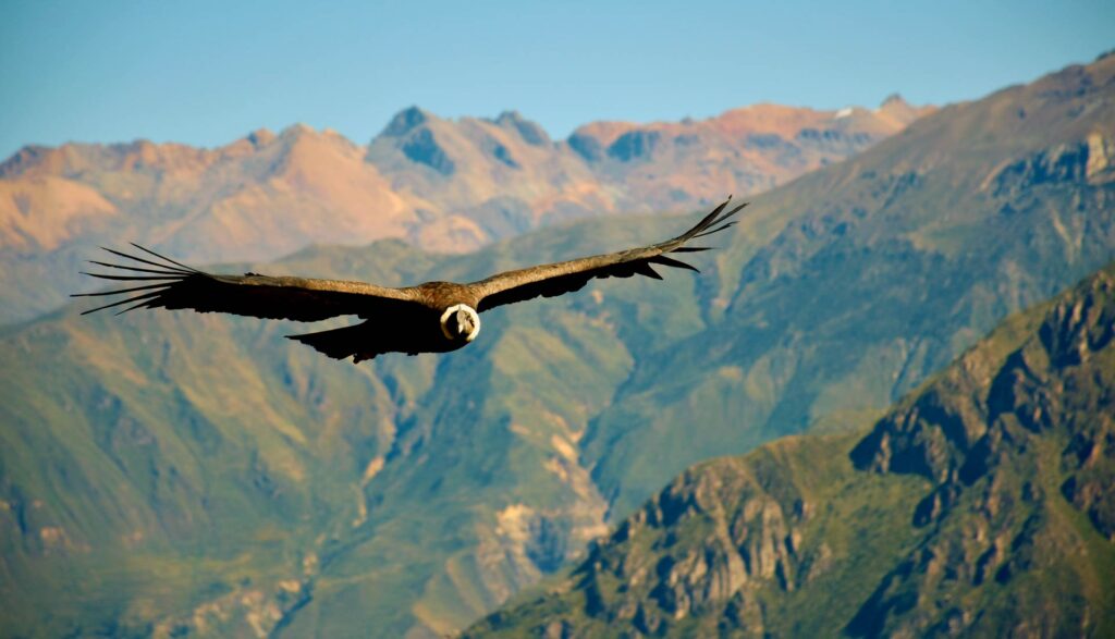 The Colca Canyon