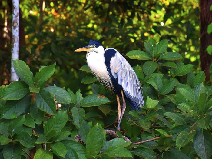 Amazon Rainforest Wildlife