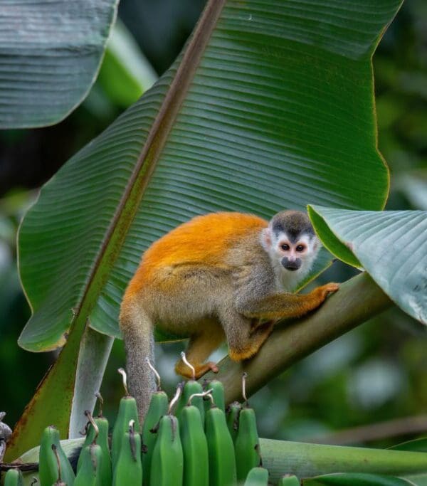 Amazon Rainforest Squirrel Monkey