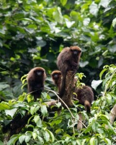Wildlife in the Peruvian Amazon Rainforest