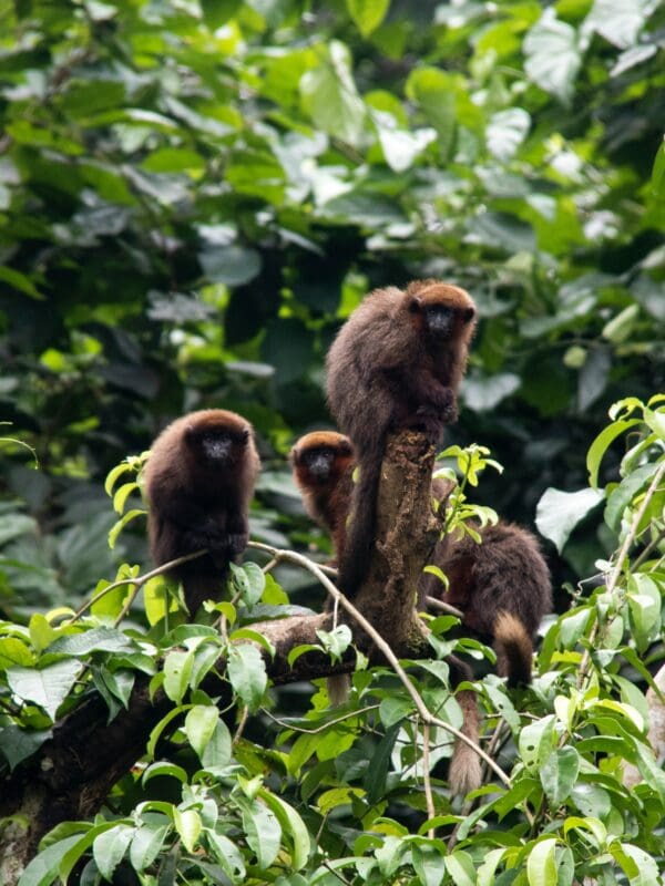 Wildlife in the Peruvian Amazon Rainforest