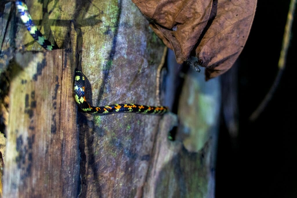 The Tambopata Rainforest in Peru
